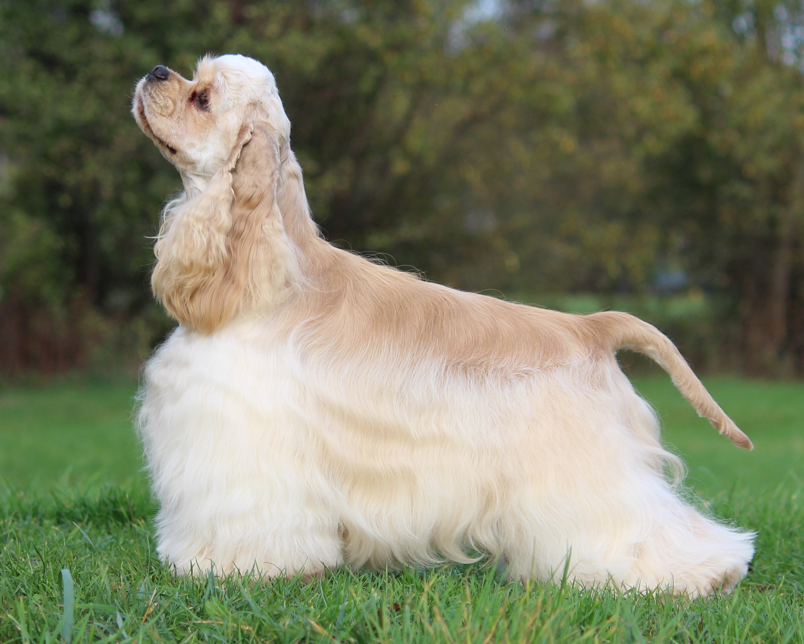 American Cocker Spaniel blond