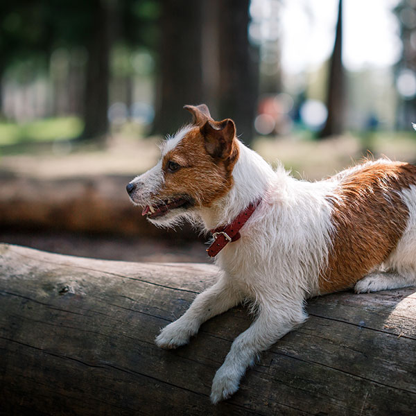 dog training
